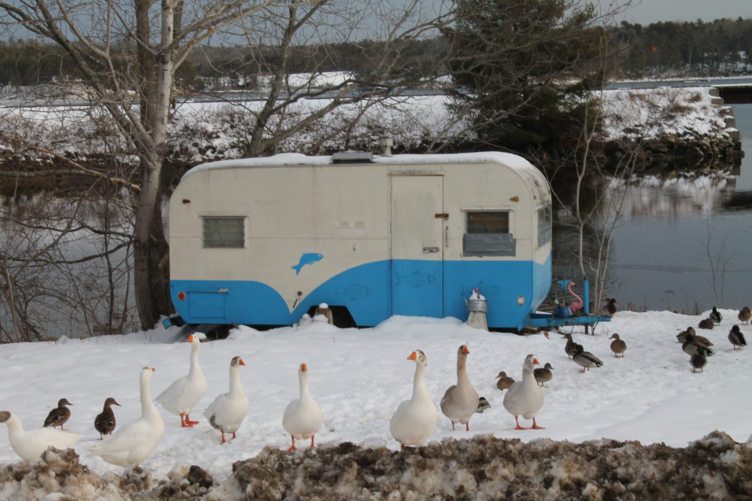 Guard geese on the shores of the Great Salt Bay in Maine. 